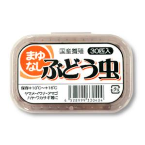 マユナシブドウムシ