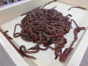 アオイソメフトムシ